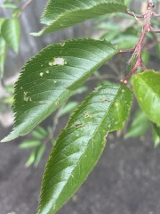 Are these leaf spots on a cherry blossom tree something to worry about?