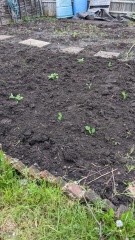 The Vegetable Patch Mark 2