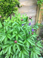Have your peonies sprouted yet?