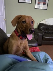 Puppy survival thread part 2