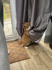 Adding a second, adult, male cat?!