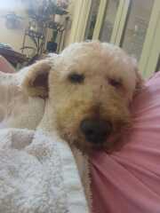 Where are all the poodles?