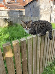 Let's have a happy thread. Show me your kitties.