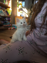 New lovely kitten white and fluffy!