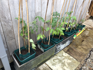 What have you done in the garden today?