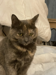 Let's have a happy thread. Show me your kitties.