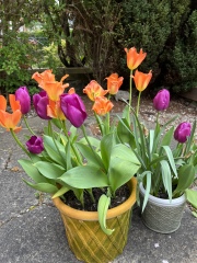 What have you done in the garden today?