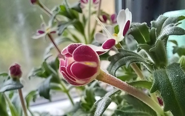 Any Witches Here?- Part 18