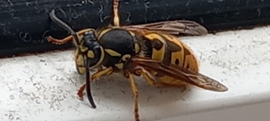Is this just a very big wasp? Google lens implys it is
