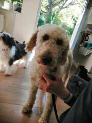 Where are all the poodles?