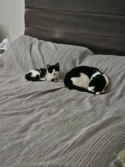 Let's have a happy thread. Show me your kitties.