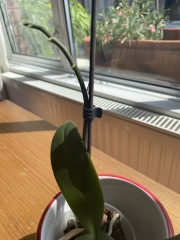 My orchid