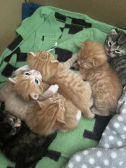 Advice please! Cat close to birth?