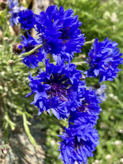 What have you done in the garden today?