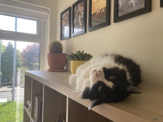 Let's have a happy thread. Show me your kitties.