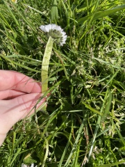 Weird Daisy 