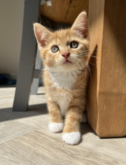 Let's have a happy thread. Show me your kitties.