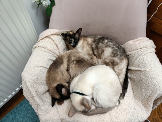 Is it ok to feed a complementary wet food?