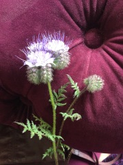 Wildflower identification