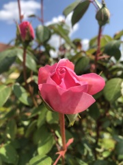 Rose Appreciation Thread