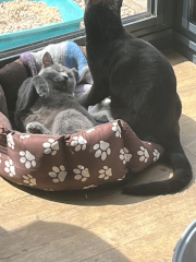 Let's have a happy thread. Show me your kitties.