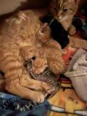 Advice please! Cat close to birth?