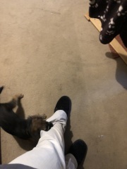 Regret getting puppy - 6 days in