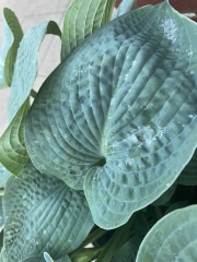 Is this powdery mildew?