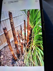Torbay palms