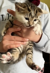 Introducing a kitten to an adult cat