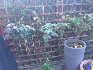 My roses?