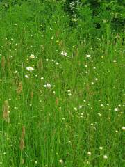 Are you doing 'no mow may' ?