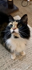 Let's have a happy thread. Show me your kitties.