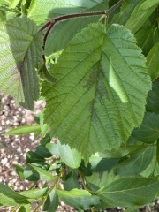 Tree ID please