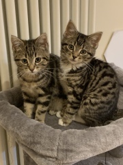 Let's have a happy thread. Show me your kitties.