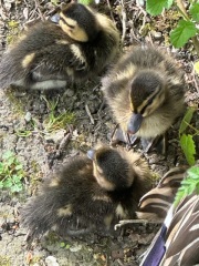 Thread 46 - GCSE Covid Cohort , Searching for Summer Solstice