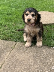 Puppy survival thread part 2