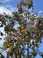 What's happened to my Malus Rudolph?
