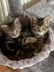 Let's have a happy thread. Show me your kitties.