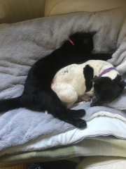 Success stories of introducing dog and cat please