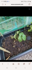 What's happened to my strawberry plants?! 