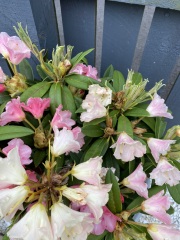 Please help me with my rhododendron!