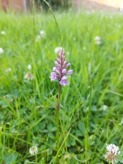 Are you doing 'no mow may' ?