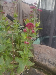 Do I want these in my garden?