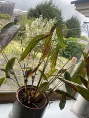 Prayer plant? Anyone know how I can revive it