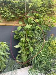 Complete Dunce - Weeds or Plants?