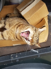 Thug cat part 5 - For he will not do destruction, if he is well-fed, neither will he spit without provocation.