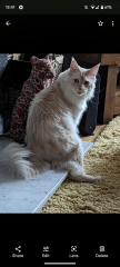 Is my Maine Coon fat?