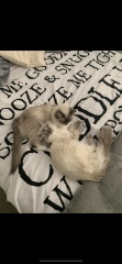 Breastfeeding DD(4)