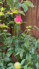 Have your peonies sprouted yet?